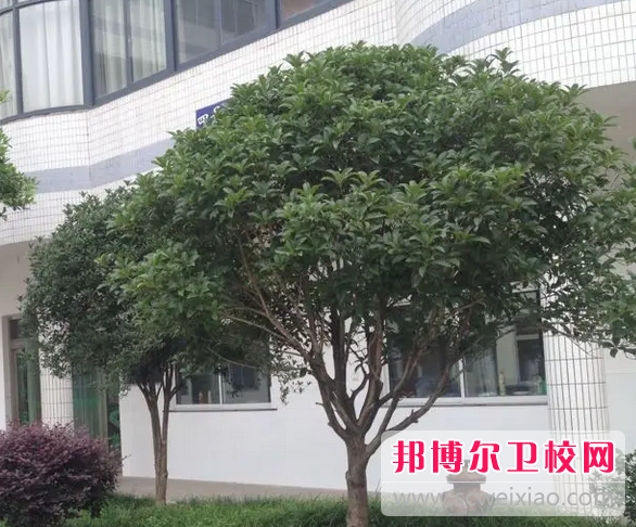 婧江卫校5
