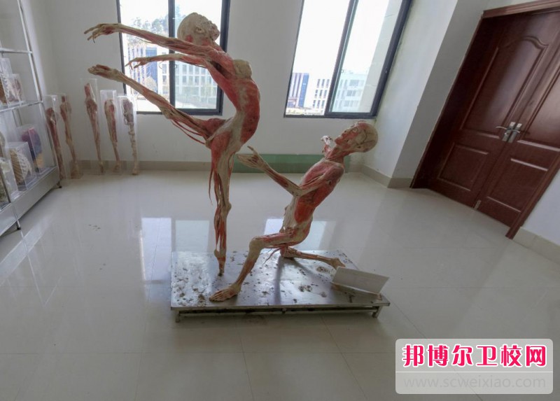 贵州2023年卫校有哪些专业好
