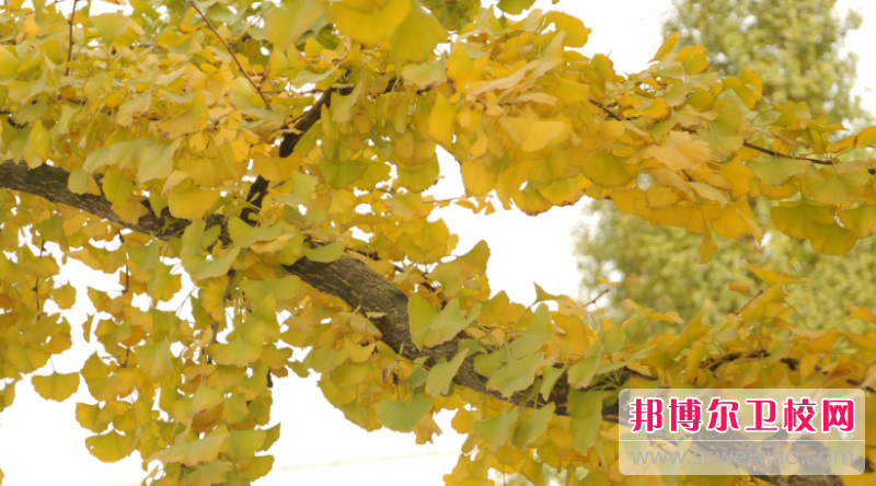 贵州2023年男生读卫校学什么好