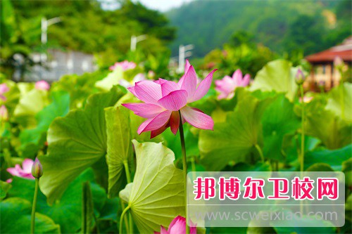 贵州2023年读卫校需要什么