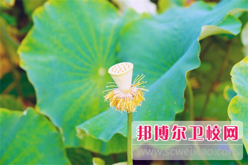 贵州2023年读卫校好吗
